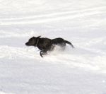 Black Labrador Running In The Snow Stock Photo