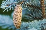 Fir Cone Stock Photo