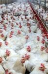 Sick Chicken Or Sad Chicken In Farm,epidemic, Bird Flu, Health Problems Stock Photo