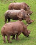 Rhinos Stock Photo