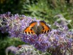 Small Tortoiseshell (aglais Urticae) Feeding On A Buddleia Stock Photo