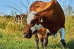 Cow On A Summer Pasture Stock Photo