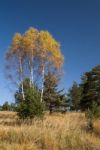 Autumn  Colors Stock Photo