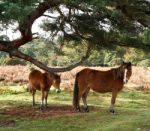 Mare And Foal Stock Photo