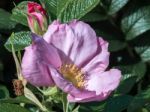 Cultivated Ornamental Dog Rose Stock Photo