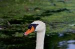 The Close-up Of The Swan Stock Photo