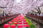 Jinhae,korea - April 2 : Jinhae Gunhangje Festival Is The Largest Cherry Blossom Festival In Korea.tourists Taking Photos Of The Beautiful Scenery Around Jinhae,korea On April 2,2016 Stock Photo