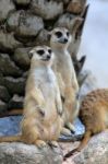 Meerkats Family Standing Alert Stock Photo