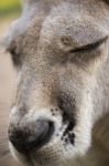 Kangaroo Outside During The Day Time Stock Photo