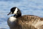 Interesting Canada Goose Stock Photo