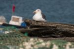 Seagull In The Seashore Stock Photo