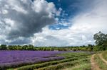 Lavender Field In Banstead Stock Photo