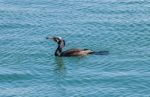 European Shag Bird Stock Photo