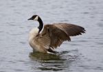 Amazing Image With A Noble Canada Goose With The Wings Stock Photo