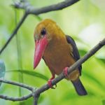 Female Brown-winged Kingfisher Stock Photo