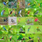 Collection Of Birds Stock Photo