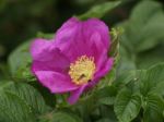 Wild Rose Stock Photo