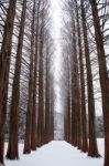 Row Of Pine Trees Stock Photo