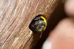 Carpenter Bee Stock Photo