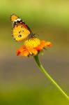 Butterfly on flower Stock Photo