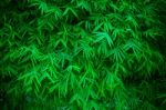 Green Bamboo Leaves Stock Photo