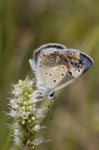 Common Blue Butterfly Stock Photo