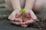 Human Lady Hands Protect The Tamarind Sprout Stock Photo