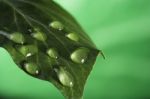 Green Leaf With Drops Stock Photo