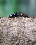 Rhinoceros Beetle Stock Photo