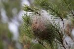 Nest Of A Pine Processionary Moth (thaumetopoea Pityocampa) Stock Photo