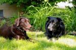 Dog Posing Stock Photo