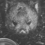 Wombat During The Day Stock Photo