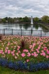 Tulips In Roath Park  Cardiff Stock Photo