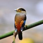 Male Silver-breasted Broadbill Stock Photo