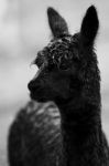 Alpaca In A Field. Black And White  Stock Photo