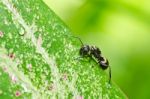 Black Ant On Green Leaf Stock Photo