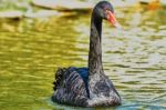 The Black Swan Floats Stock Photo