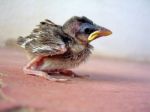 Young Sparrow Chick Stock Photo