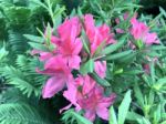 Rhododendron,flowers Stock Photo