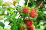 Red Rambutans On Tree Stock Photo