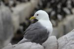 Kittiwake Stock Photo