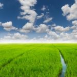 Agriculture Rice Green Field And Blue Sky Background Stock Photo