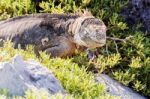 Wild Land Iguana On Santa Fe Island In Galapagos Stock Photo