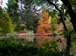 Tree Leaves Changing Colour In Autumn Stock Photo