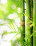 Bamboo Stock Photo