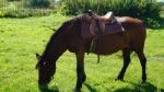 Horse In The Country Side Of Russia Stock Photo