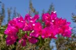 Close-up Of A Bougainvillea Stock Photo