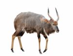 Nyala Isolated On White Background Stock Photo