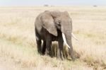 African Elephant In Serengeti National Park Stock Photo