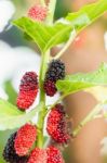 Mulberry On Tree Is Berry Fruit In Nature Stock Photo